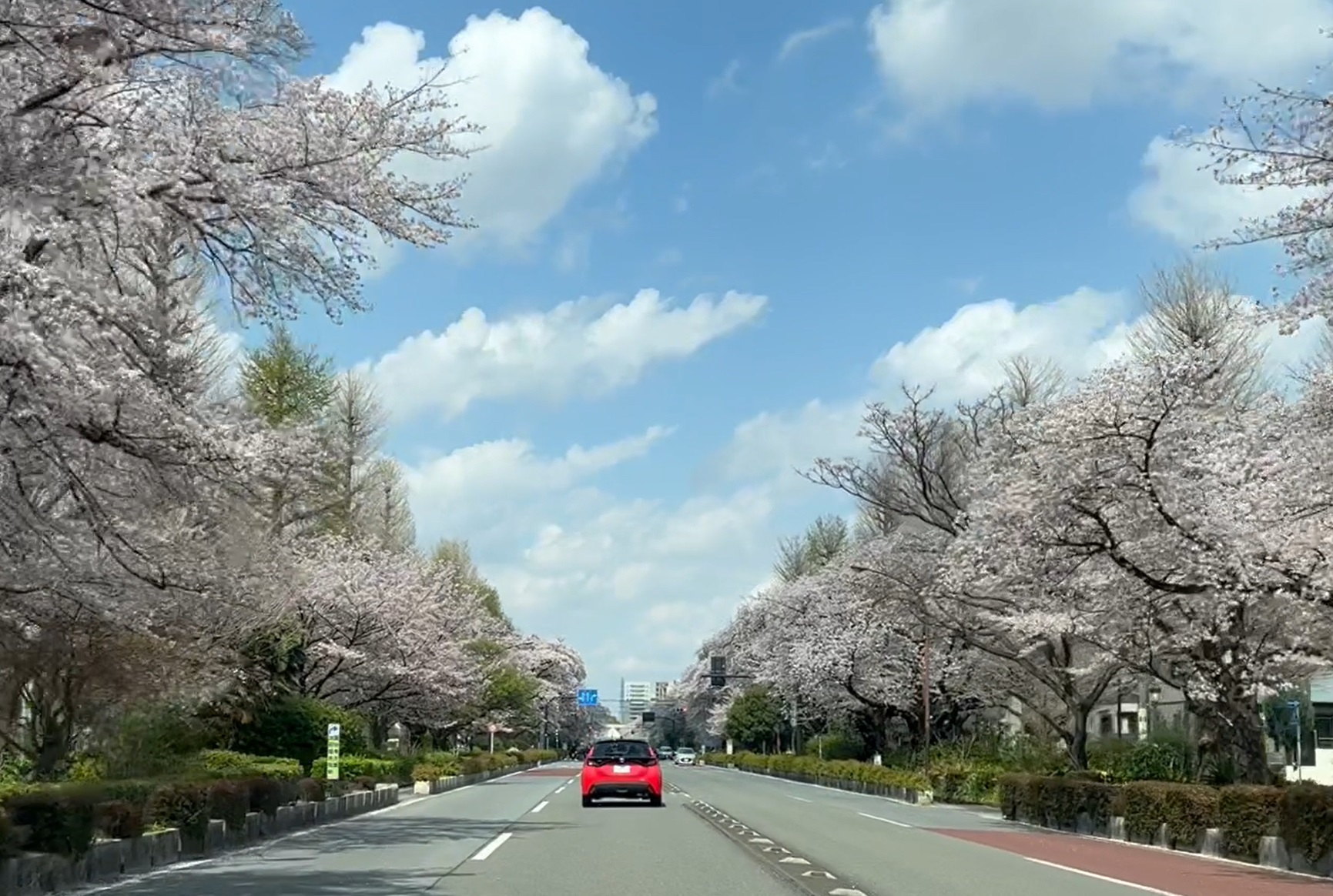 国立大学通りの桜並木
