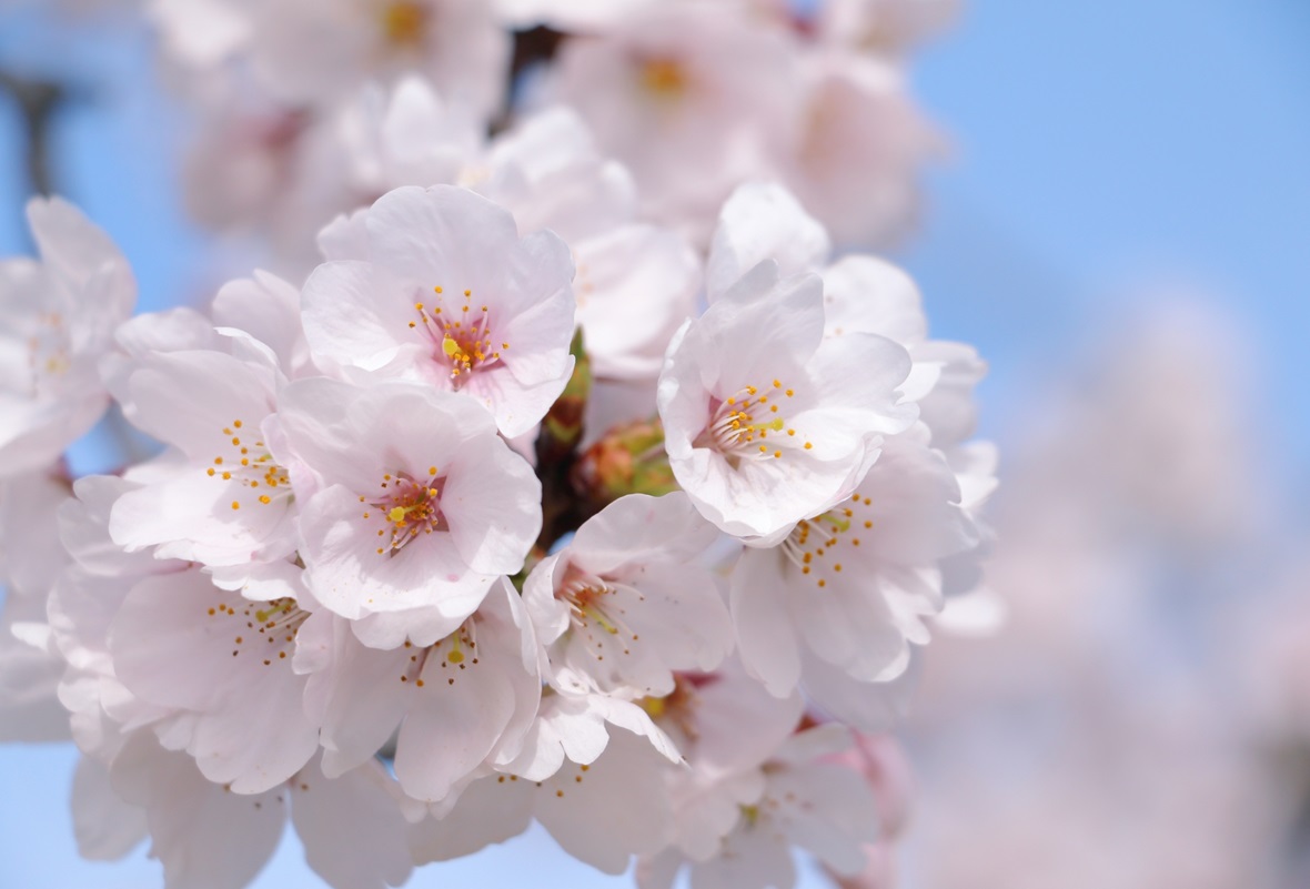 桜/さくら/お花見/カウンセリングオフィスフロローグのコラム