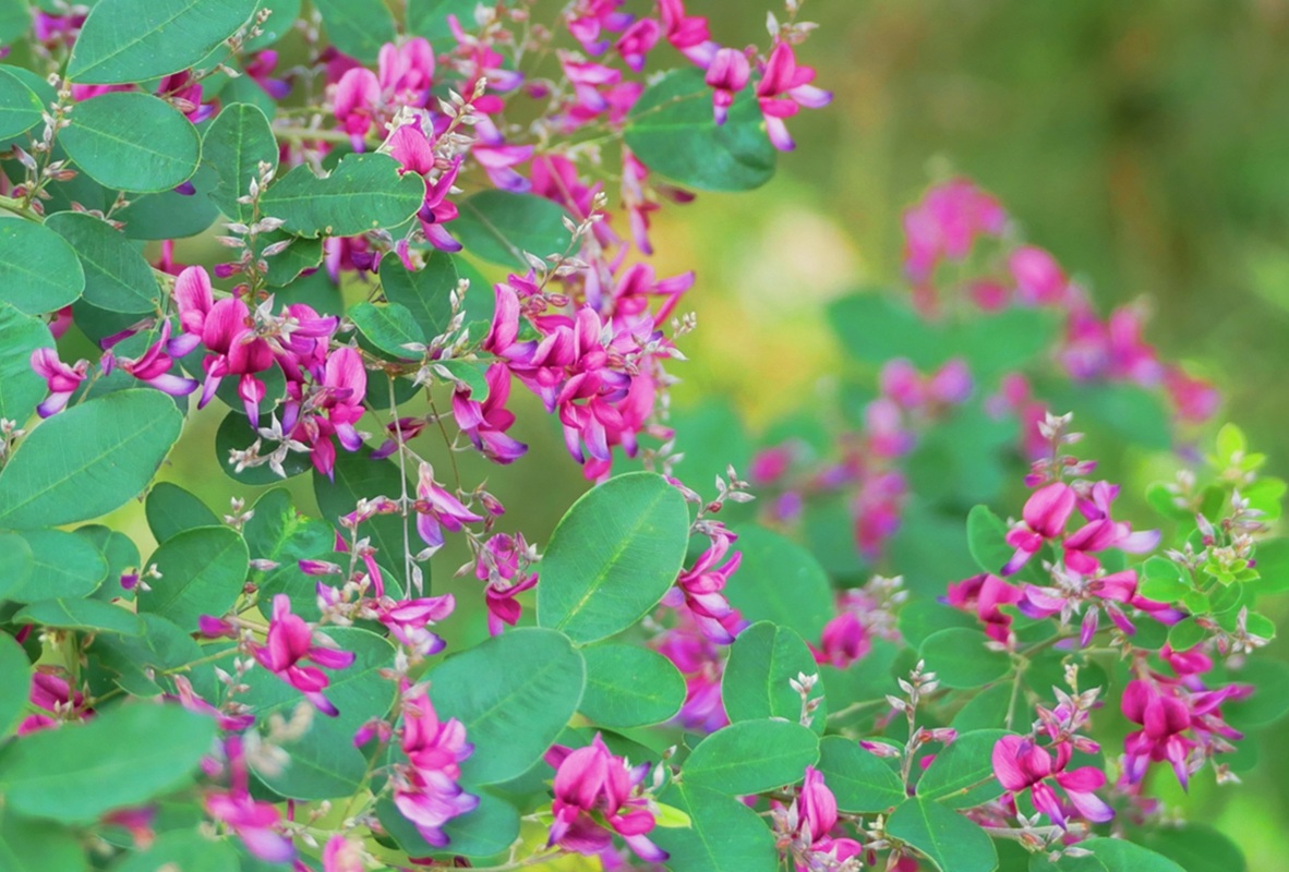 秋の七草 萩の花 お月見