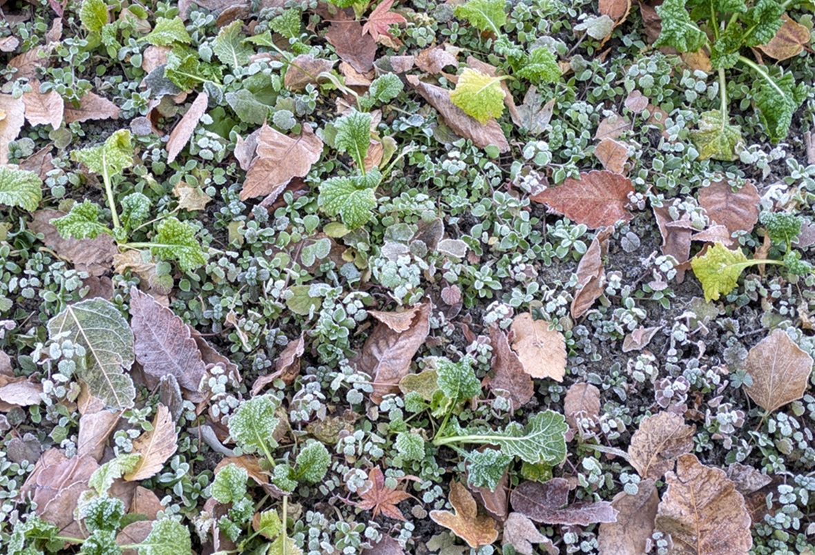 霜の朝 霜柱 冬野菜