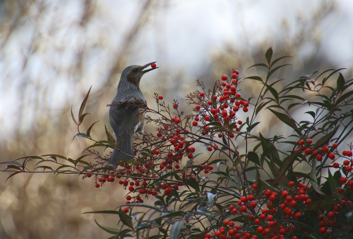 さんぽ 南天 鳥