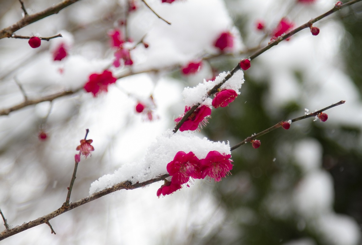 三寒四温と早春賦 梅 雪
