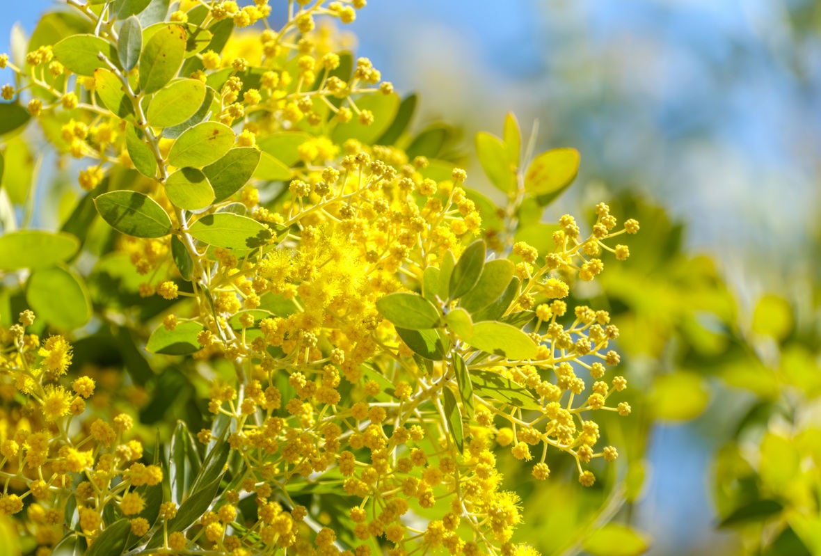 投影と影 ミモザ 春