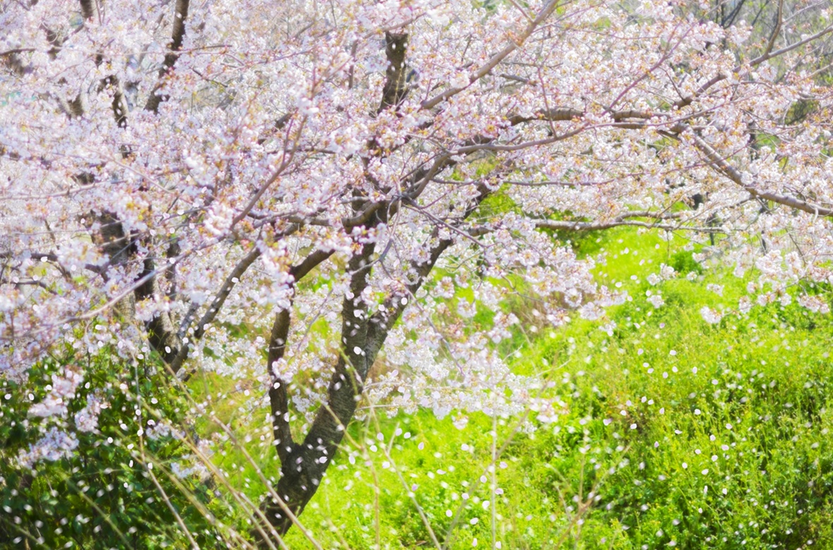 森林浴 桜 新緑